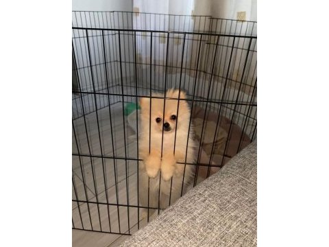 A kalite pomeranian köpeklerimiz