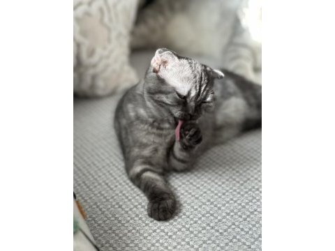 Scottish fold cinsi güzel kızım
