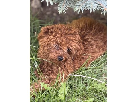 Bir dişi bir erkek toy poodle