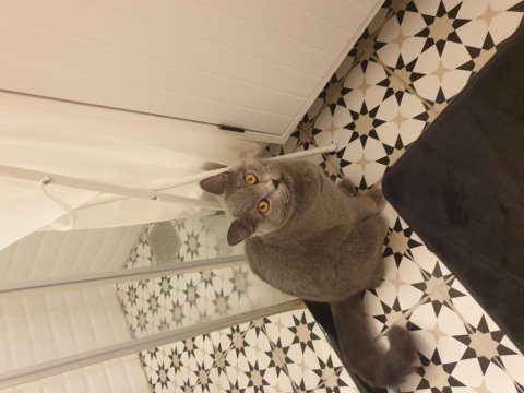 Selam ben british shorthair alis