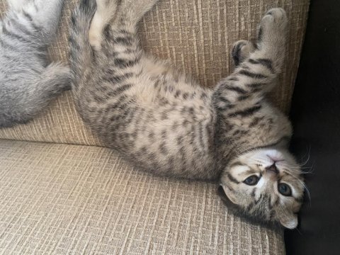 Scottish fold dişi kedimiz yeni yuvasını arıyor