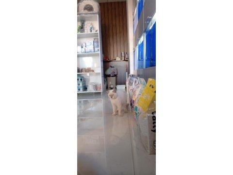 British shorthair kedisi