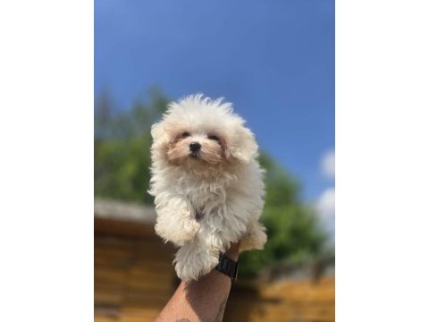 Sağlık ve ırk garantili maltese terrier yavrular