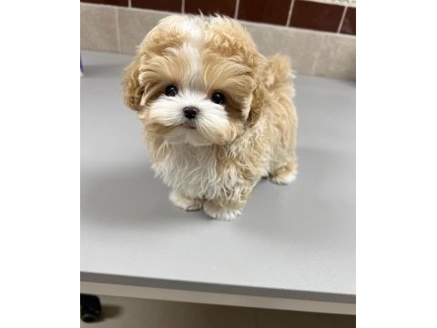 Üst kalite maltipoo bebeklerimiz