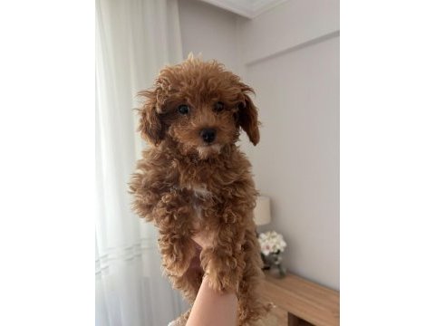 Dişi toy poodle