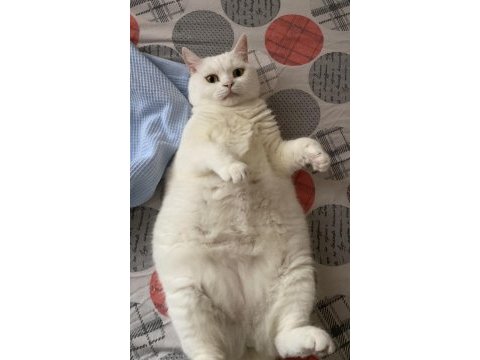 Ufak cins köpekle değerinde takas kedimiz