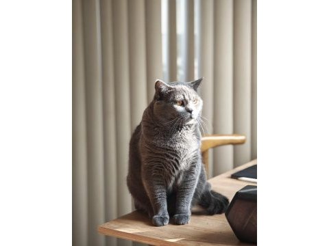 28.03.2025 doğumlu british shorthair yavrularımız