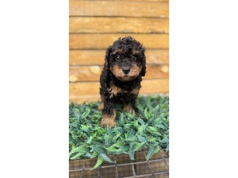 Özel renk phantom toy poodle yavrusu