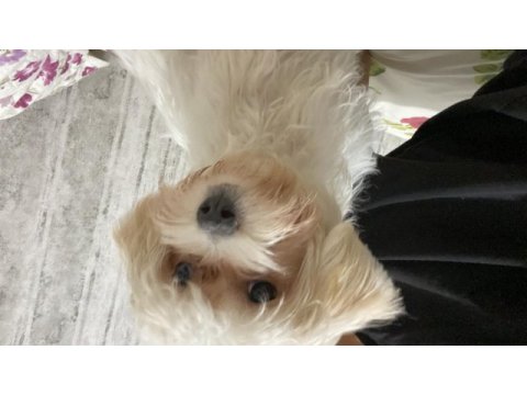 5 aylık dişi maltipoo