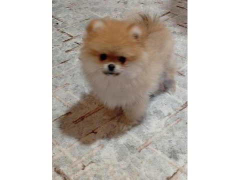 3 aylık erkek ;pomeranian yavrular