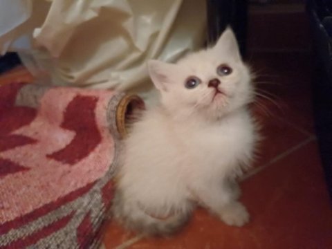 British shorthair bebekler