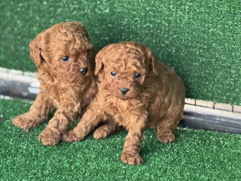 Wc eğitimli toy poodle yavruları