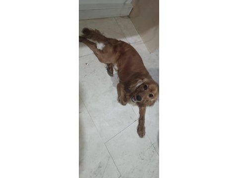 American cocker şehir değişikliğinden dolayı