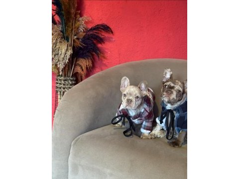 Mükemmel anatomi ve renkler french bulldog