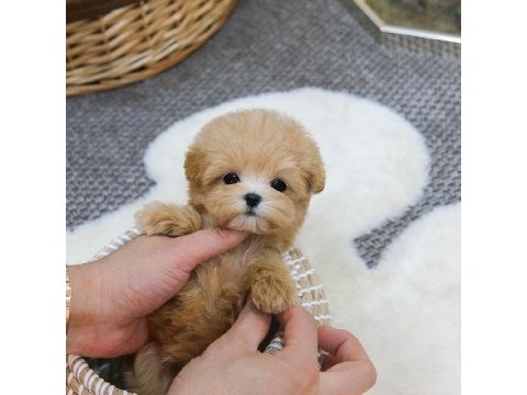 Fincan boy maltipoo bebeklerim kapıda ödemeli