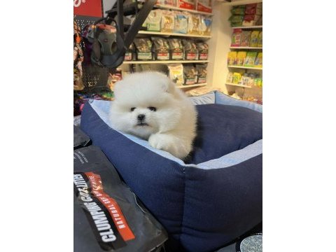 Biblo güzelliğinde show kalite pomeranian boo