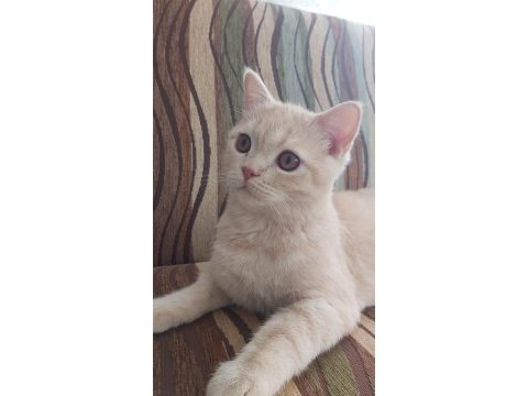 Scottish straight uysal kedi