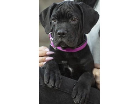 Cane corso köpeği