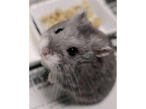 Hamster gonzales yavrularımız heryere gönderim var