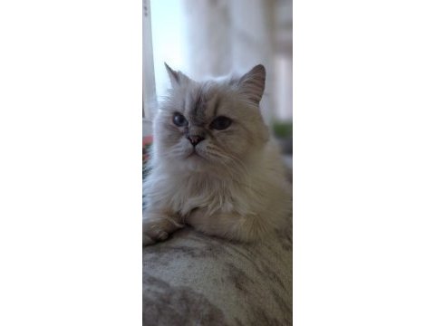 Sütten kesilmek üzere persian yavrular