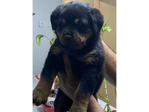 Macar koca kafa rotweiller yavrular