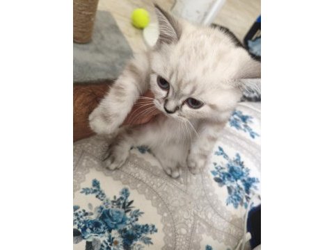 2 aylık british shorthair