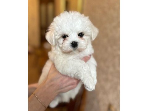 Kore orjinal 0 numara maltese bebekler