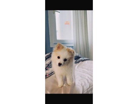 8 aylık dişi pomeranian
