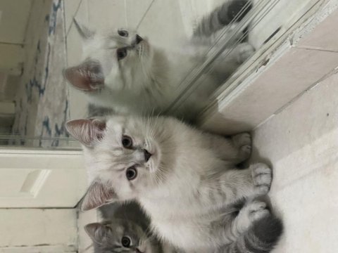Erkek british ve american shorthair yavrular