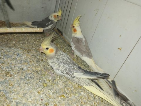Yeni yeme inmiş bebek sultan papağanlar