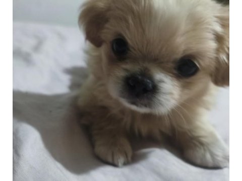 Çok tatlı pekinez yavru köpeğimiz