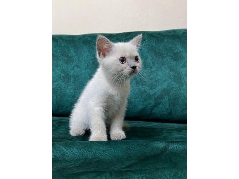 British shorthair