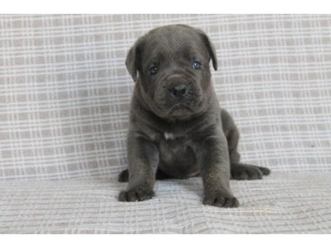 Premium cane corso yavruları