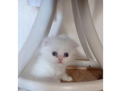 Scottish fold yavru