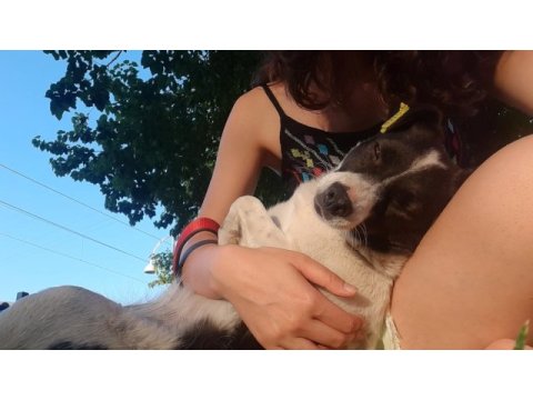 Melez köpek