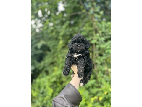 Erkek dişi mevcut maltipoo güzellikler