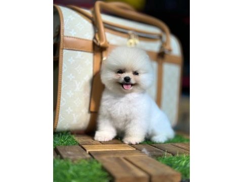 Show kalite pomeranian bebekler