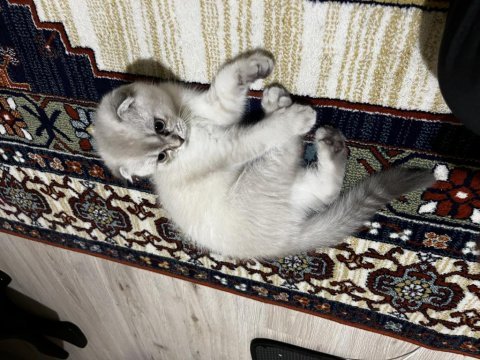 Scottish fold kızımız lokum