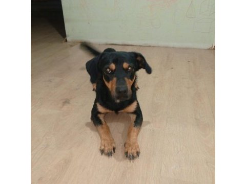 Rottweiler kırma ücretsiz