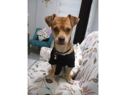 Ücretsiz 5 yaşında chihuahua cinsi oğlum