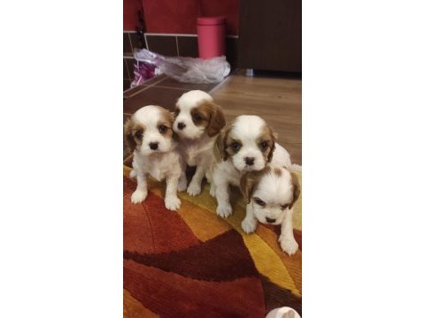 Anne baba cavalier king charles safkan yavrularımız