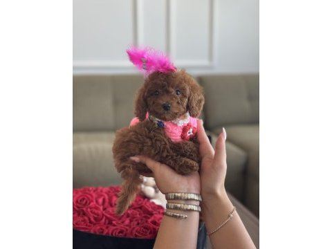 Süslü toy poodle bebeğim