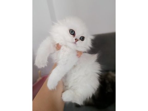Scottish fold dişi