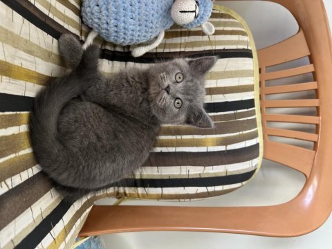Çok sağlıklı oyuncu 75 günlük british shorthair