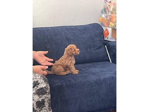 Toy poodle yavru iki aylık