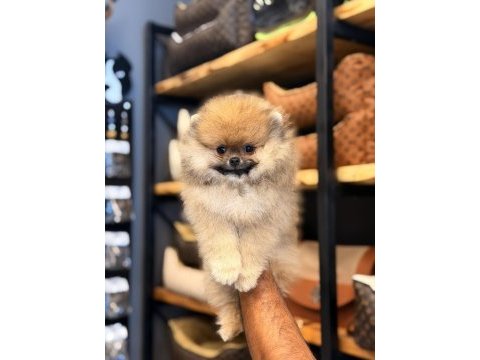 Mersin pomeranian boo