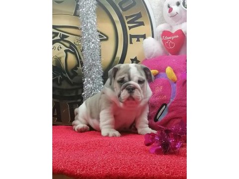 Üst düzey ingiliz bulldog yavrular