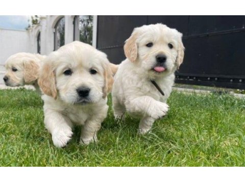 Babyface golden retriever yavrular