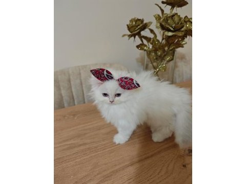 Scottish fold bebeklerimiz yuvalarını arıyor