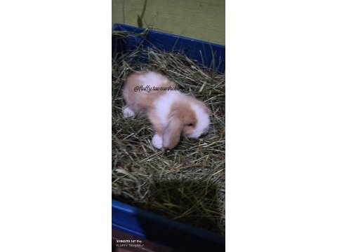 Renkli lop ve cüce tavşan yavruları (evcil)